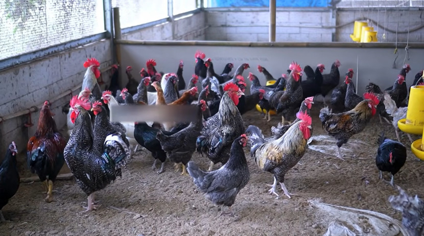 Ayam Kuntara / Agritek
