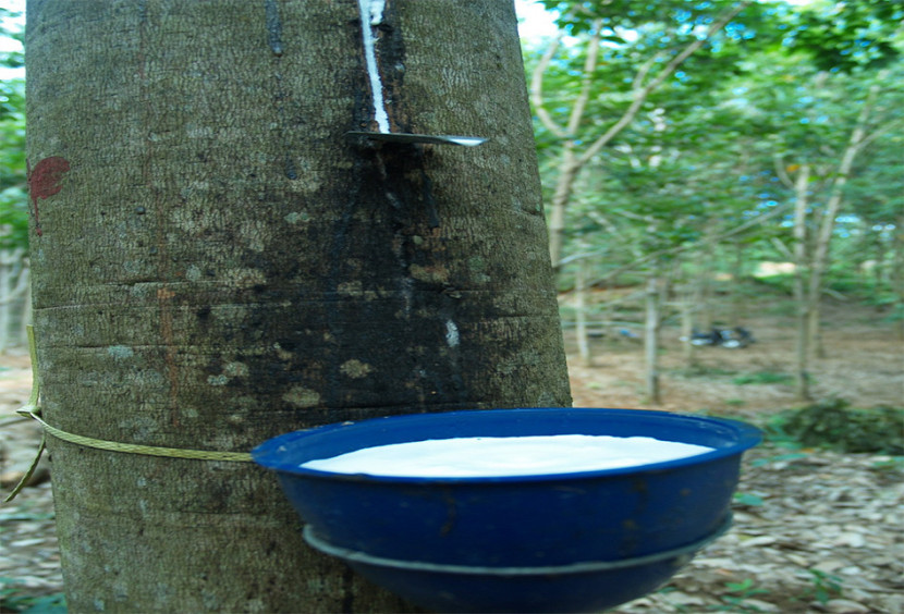 Kebun karet PTPN I. (FOTO: Humas PTPN I)