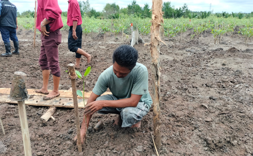 Warga Sungsang IV menanam mangrove dari program SKK Migas dan Medco E&P Indonesia. (FOTO: Maspril Aries)