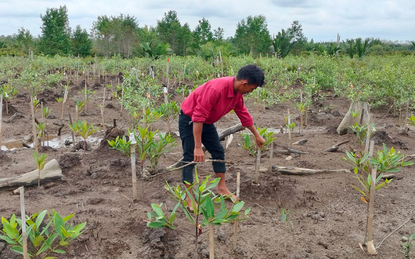 Warga Sungsang IV melakukan pemeriharaan tanaman mangrove di lahan rehabilitasi tanaman mangrove Medco E&P Indonesia. (FOTO: Maspril Aries)