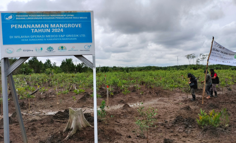 Area rehabilitasi penanaman mangrove oleh Medco E&P Indonesia di Sungsang IV. (FOTO: Maspril Aries)