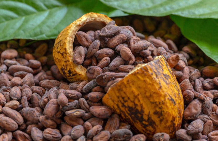 Kakao dari hasil panen kebun PTPN I. (FOTO: ptpn1.co.id)