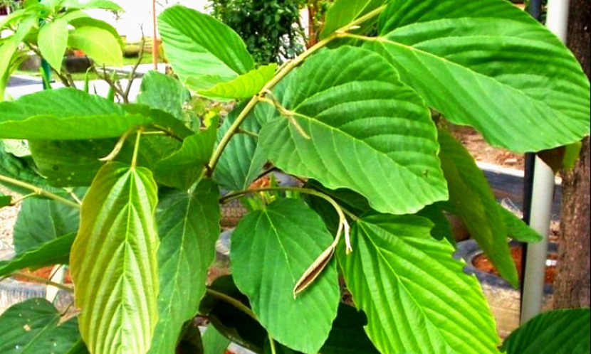 Daun Apa-Apa