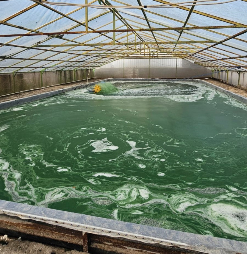Kolam budidaya microalgae di Desa Sidowayah, Klaten, Jawa Tengah. Microalgae mampu menyerap karbon dioksida dalam jumlah besar dan dapat digunakan sebagai bahan baku alternatif mulai dari pangan, energi, hingga material konstruksi ramah lingkungan. (Foto: Dok Ruzka Indonesia)