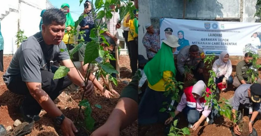 Ibu-ibu PKK di Kota Depok memanfaatkan lahan kosong untuk ditanami Cabai. (Foto: RUZKA INDONESIA) 