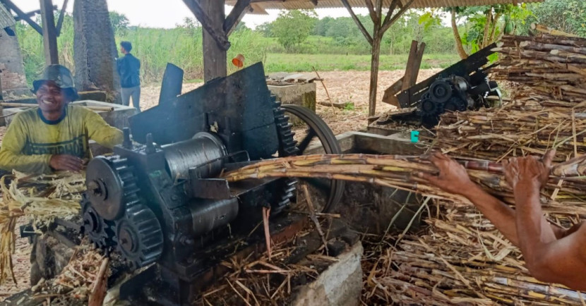 Proses pengolahan tebu di perkebunan Kampung Tegallayang, Desa Cikelet, Kecamatan Cikelet Kabupaten Garut, Provinsi Jabar, Sabtu (27/09/2025). (Foto: Dok Ridwan) 