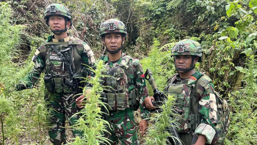 Satgas Pamtas RI-PNG menemukan kebun ganja di Oksibil. Sumber: Puspen TNI