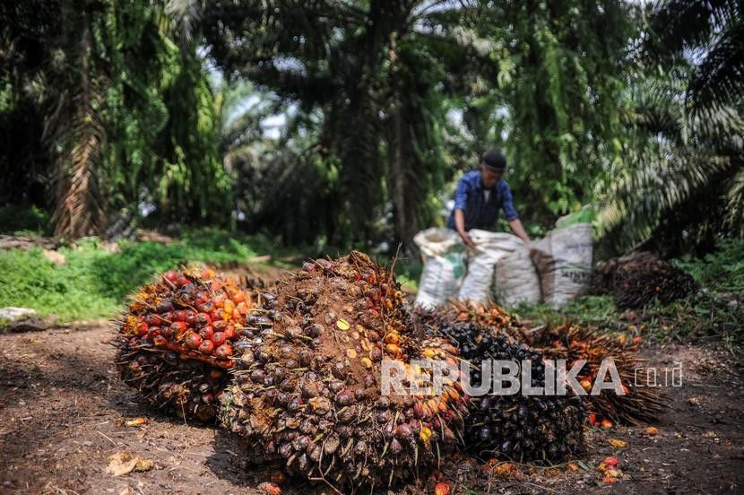 Petani memanen kelapa sawit. 
