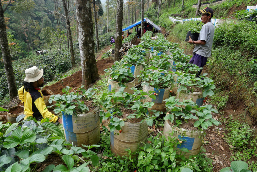Petani menanam stroberi di kawasan hutan Rancabali, Kabupaten Bandung, Sabtu (4/10/2025).