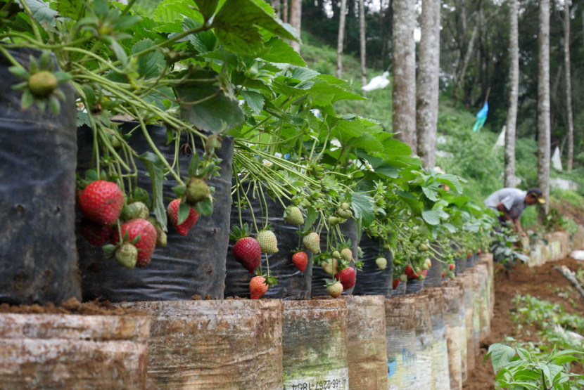 Petani menanam stroberi di kawasan hutan Rancabali, Kabupaten Bandung, Sabtu (4/10/2025).