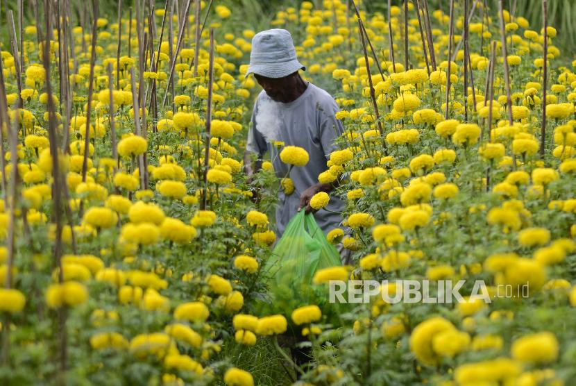 Bunga gumitir atau Marigold sebagai salah satu jenis tanaman Refugia