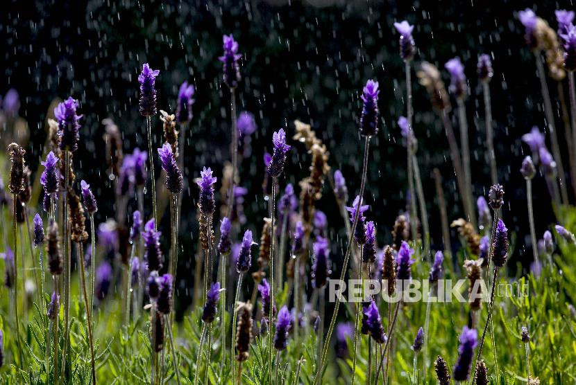 French Lavender, salah satu jenis tanaman pengusir hama - EPA