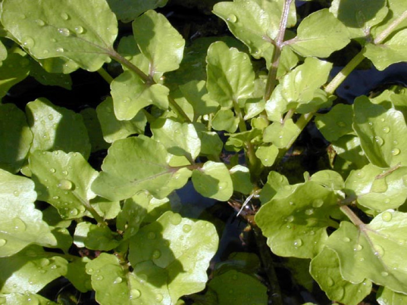 Nasturtium - wikipedia.org