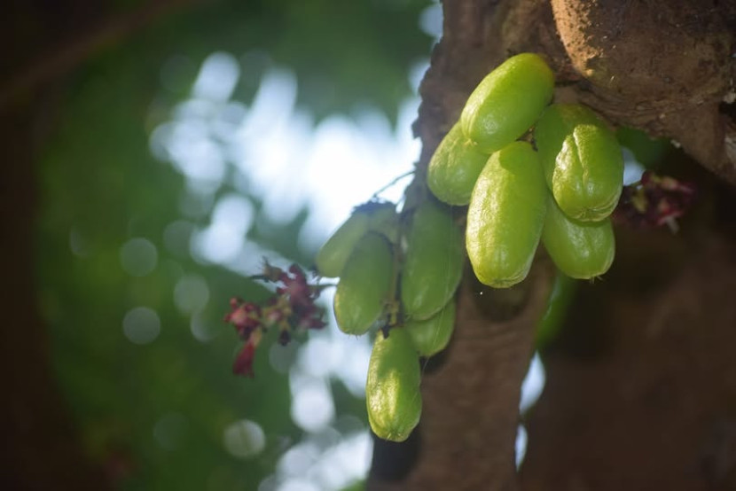 Tanaman buah belimbing wuluh. (Foto: Sumatralink.id/Mursalin Yasland)