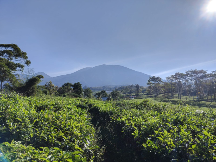 Pemandangan di sekitar Gunung Gede.