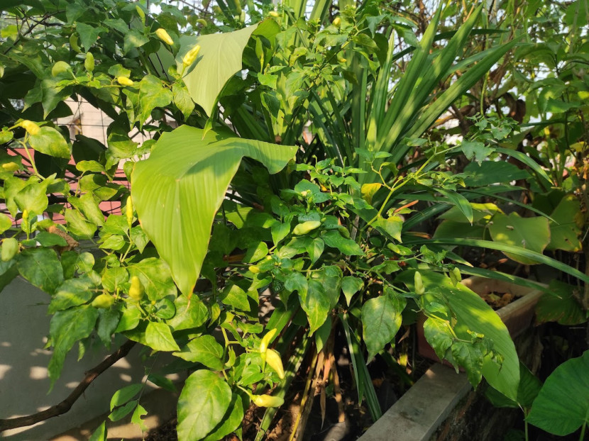 Pekarangan rumah dengan berbagai macam tanaman / FIFARM