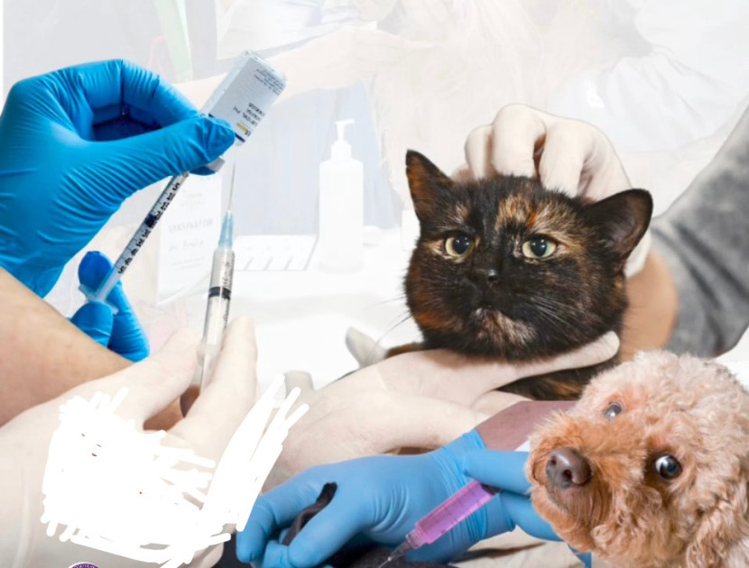 Depok Puskesmas Rabies Center. (Foto: Dok RUZKA INDONESIA)
