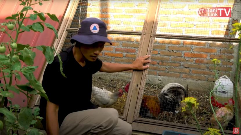 Kandang kastari yoso farm