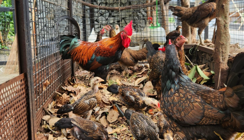 Kandang ayam kebun kumara / goodnewsfromindonesia