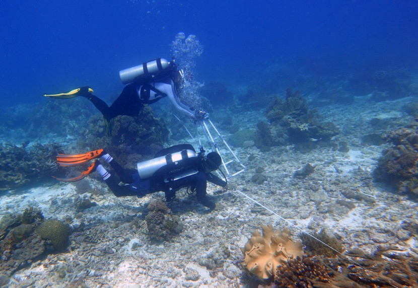 Pengamatan terumbu karang di Derawan dengan metode manta tow. (YKAN) 