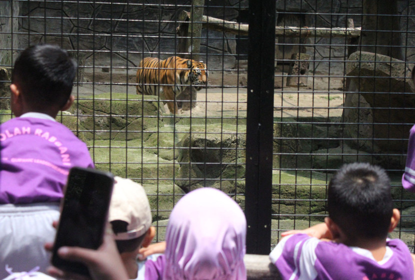 Para pelajar melihat aneka satwa di Bandung Zoo, Kota Bandung, Senin (20/10/2025). Foto: Edi Yusuf