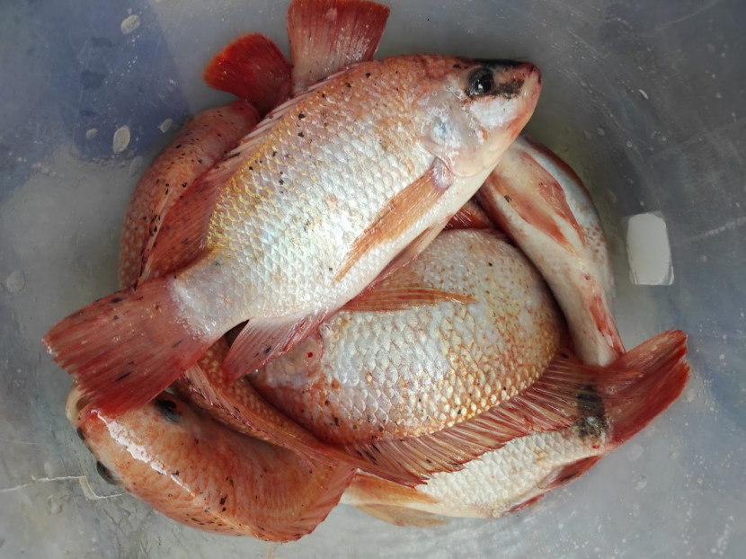 ikan nila hasil produksi sistem RAS / FIFARM