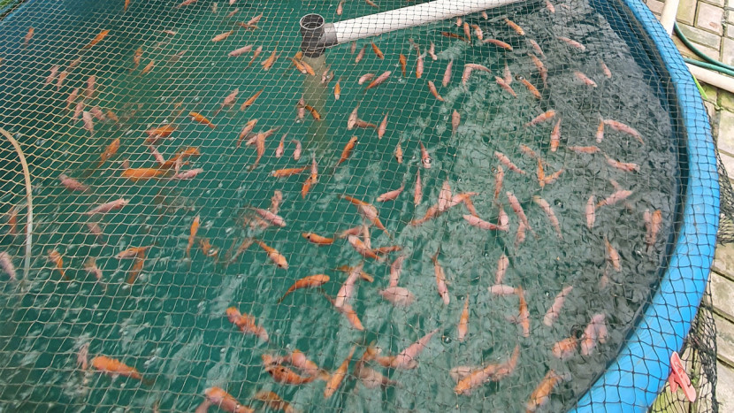 Bibit ikan nila / nilaku.ID