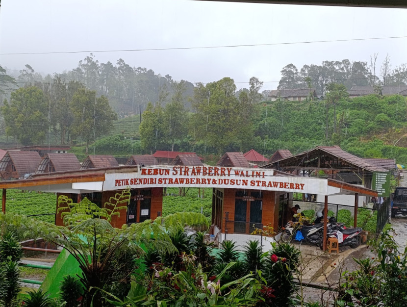 Kebun strawberry Walini / FIFARM