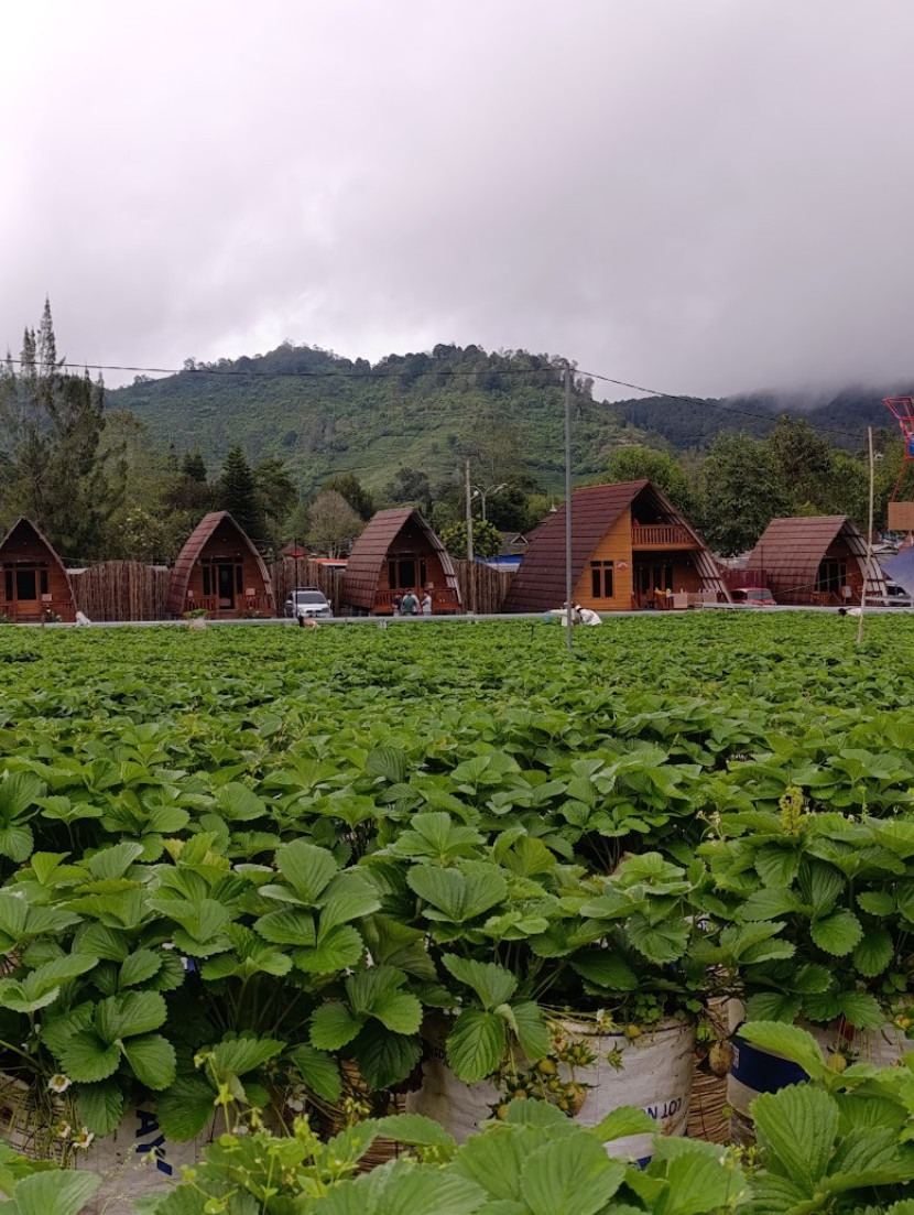 Kebun strawberry ciwedey menggunakan karung bekas / FIFARM