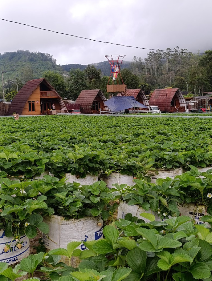 Stroberi ciwedey / FIFARM