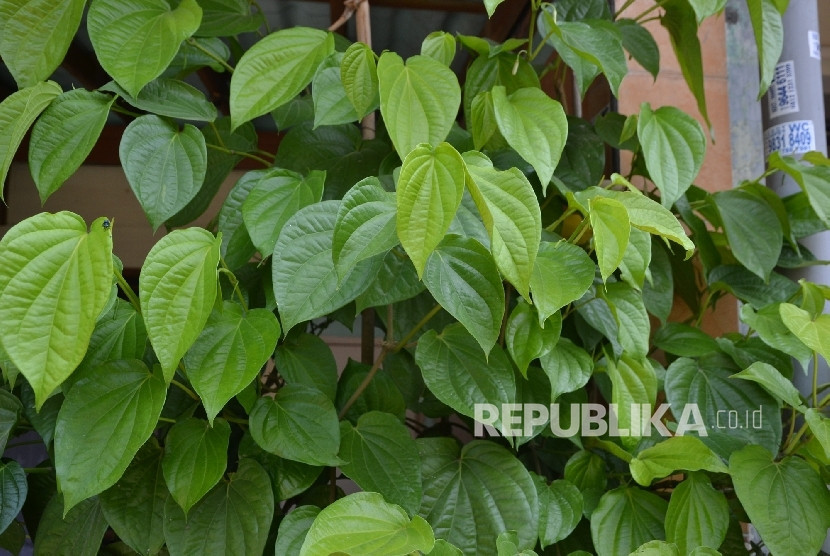 Daun sirih bisa mengatasi bau badan, mulut, serta sariawan. Foto: Republika/Musiron