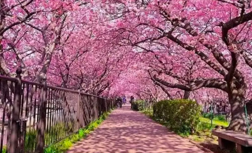 Foto ilustrasi pohon Tabebuya Pink yang rindangi indah sepjanjang jalan. Rencananya, pohon Tabebuya Pink akan ditanam di sepanjang Jalan Margonda Raya. (Foro: Dok RUZKA INDONESIA)