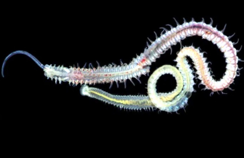 Spionida polikaeta penggerek cangkang laut dewasa/FOTO: Vasily Radishevsky/Far Eastern Branch of the Russian Academy of Sciences.