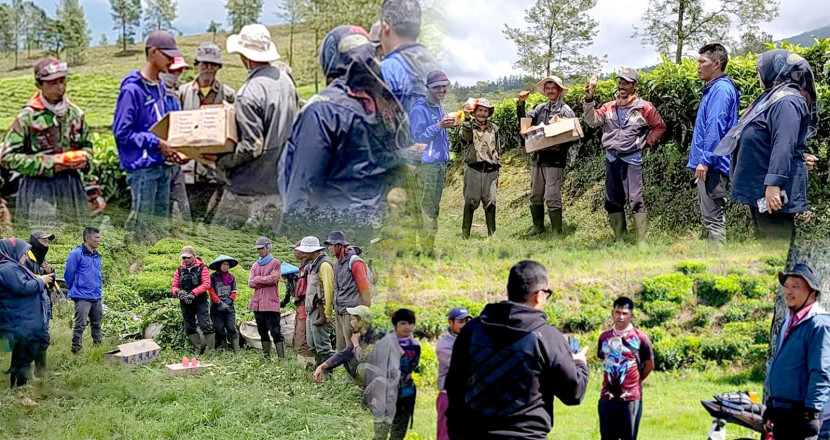 Kolase Foto Adi Sukmawadi, Manajer PTPN I Regional 2 Kebun Cisaruni dan staf menyapa dan memberi apresiasi kepada para pahlawan produksi PTPN I. (FOTO: Humas PTPN I)