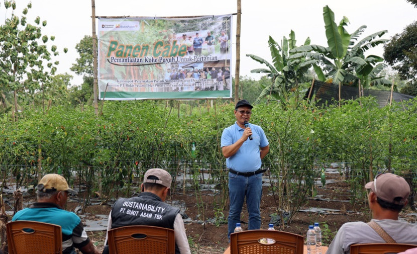 Mustafa Kamal, Sustainable Economic, Social, & Environment Department Head PTBA pada panen cabai di Desa Darmo. (FOTO: Humas PTBA)
