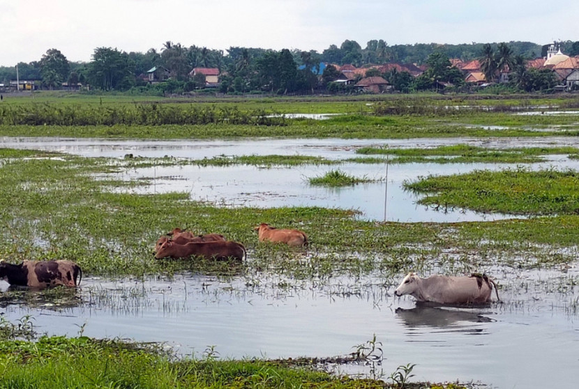 Sapi rawa mencari makan di rawa lebak lebung Desa Seri Bandung. (FOTO: Yenrizal)