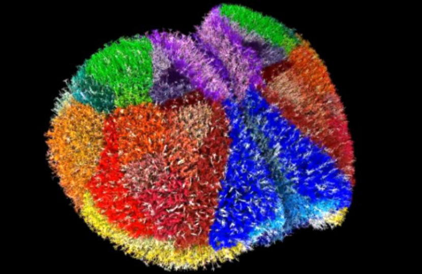 <i>Wuih...</i> Superkomputer Menciptakan Salah Satu Otak Virtual Paling Realistis yang Pernah Ada