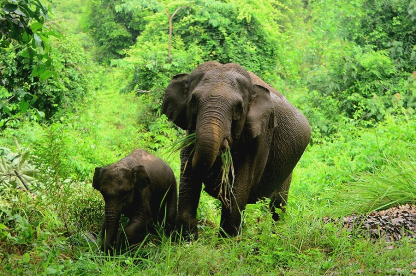 Induk gajah sumatera bersama anaknya berada di Tesso Nilo (Sumber: Rahmi Carolina/Mongabay Indonesia)
