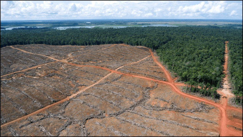 Hutan di Papua mengalami deforestasi akibat ekspansi perkebunan sawit (Sumber: mightyearth.org)