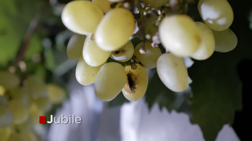 Anggur Jubile -- mixgrape