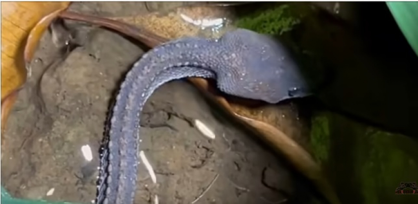 Ular naga yang ditemukan Panji Petualang di Gunung Sunda. Foto: Tangkapan layar.