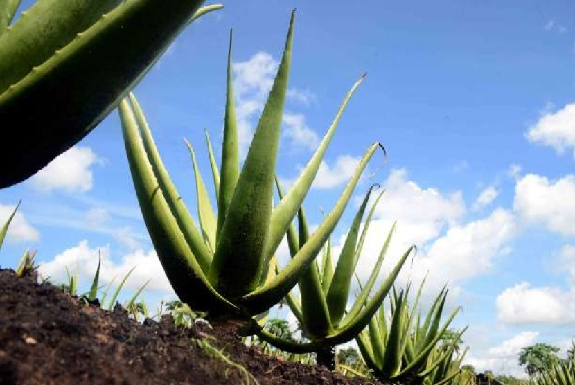 Tanaman lidah buaya. Resep Herbal Prof Hembing: Mengatasi Biang Keringat dengan Lidah Buaya. Foto: Dok. Republika