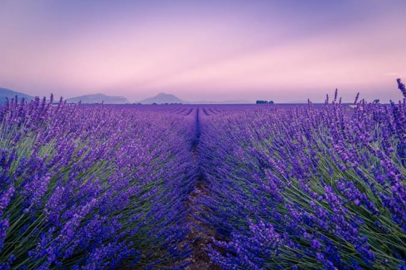 Taman bunga lavender. Foto: unsplash