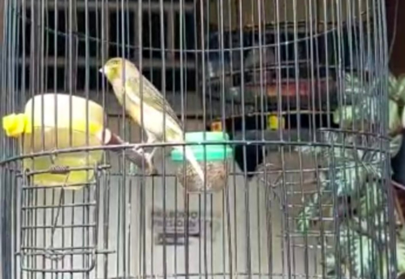 Burung Kenari milik seorang warga perumahan Puri Bojong Lestari Kelurahan Pabuaran, Kecamatan Bojonggede, Kabupaten Bogor yang raib di curi pada Ahad (23/10/2022).