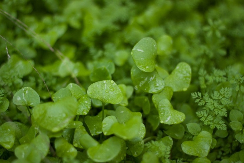 Daun pegagan. Sering Jadi Lalapan, Daun Pegagan Bisa untuk Obat Bisul, Amandel, Asma, dan Tifus. Foto: PxHere 