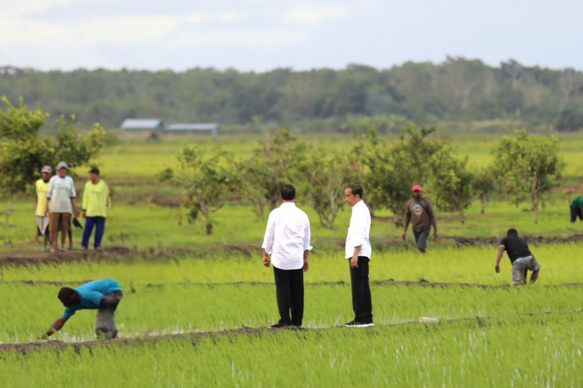 Presiden Joko Widodo (Jokowi) bersama Menteri Pertanian Andi Amran Sulaiman (Mentan Amran) mengunjungi lahan pertanian modern di Distrik Kurik, Kabupaten Merauke, Selasa (23/7/2024). (Dok Istimewa)