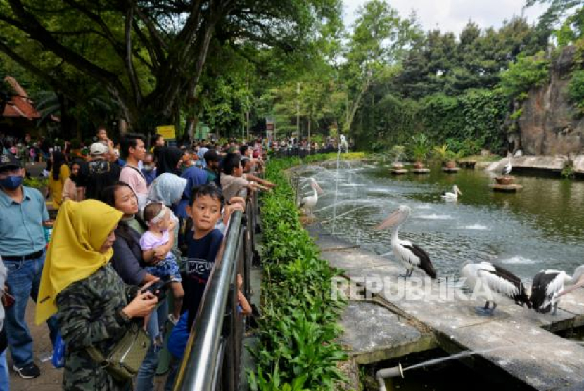 Pengunjung mengamati burung pelican di kawasan Taman Margasatwa Ragunan (TMR), Jakarta, Ahad (23/4/2023).Foto: Republika/Thoudy Badai