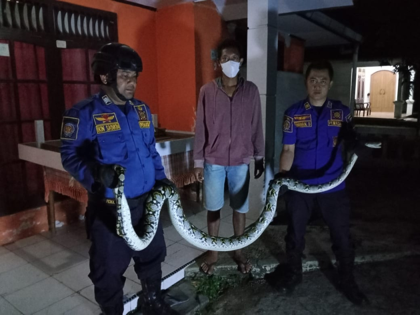 Petugas Damkar evakuasi ular sanca kembang (piton) dari depan rumah warga. (Dok Damkar Kabupaten Kuningan)