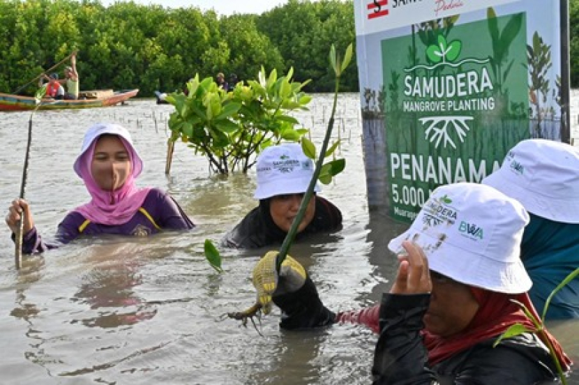 Samudera Indonesia Peduli (SIP) bermitra dengan Badan Wakaf Alquran (BWA) menanam 5.000 bibit mangrove di Pesiri Muara Gembong Bekasi, Sabtu (1/10/2022).