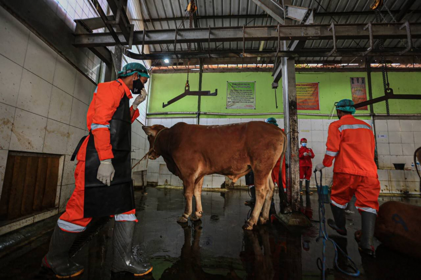 Ilustrasi Petugas pemeriksa hewan kurban/Humas Pemkot Bandung